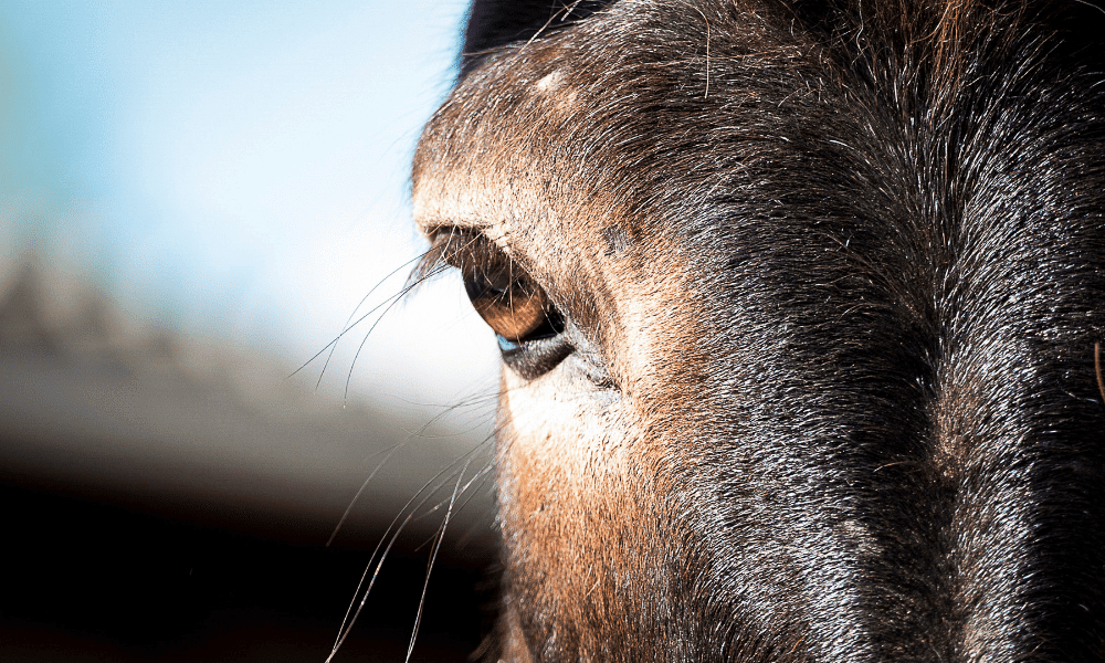 La visión de los caballos