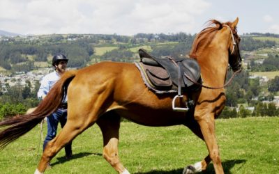 El caballo es un animal de ‘huida’