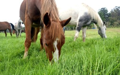 Los caballos y sus costumbres